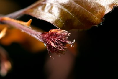 Fagus sylvatica 'Purpurea Pendula' - buk lesní - plod